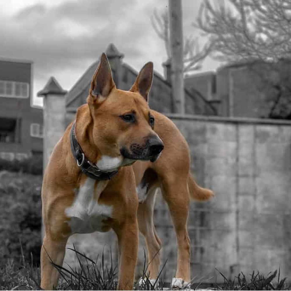 Meet your Posher, Antoine